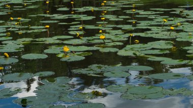 Bir gölet doğa arka plan içinde nilüferler