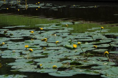 Bir gölet doğa arka plan içinde nilüferler