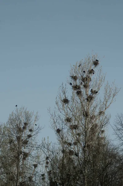 Gli uccelli nidificano sull'albero nella foresta — Foto Stock