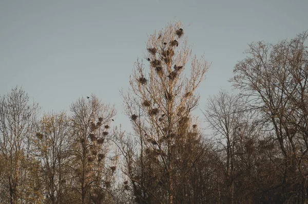 Gli uccelli nidificano sull'albero nella foresta — Foto Stock