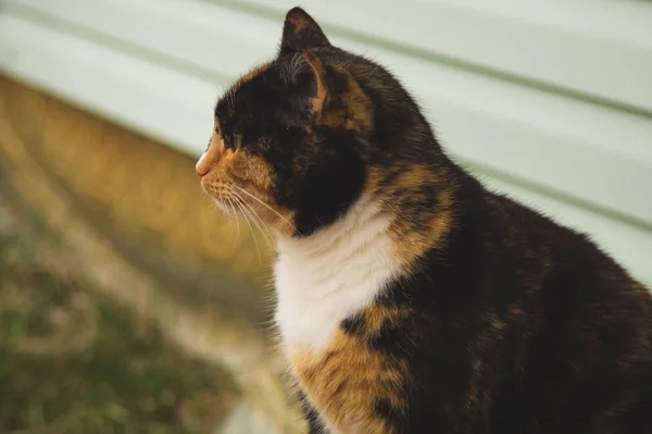 Adult brown cat portrait close up. domestic cat resting — Stock Photo, Image