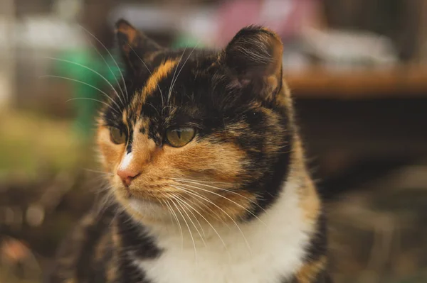 Portrét s hnědým kočkou zblízka. domácí kočka odpočívá — Stock fotografie