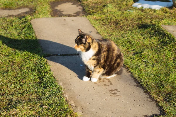 Adult brun katt porträtt närbild. tamkatt vilande — Stockfoto