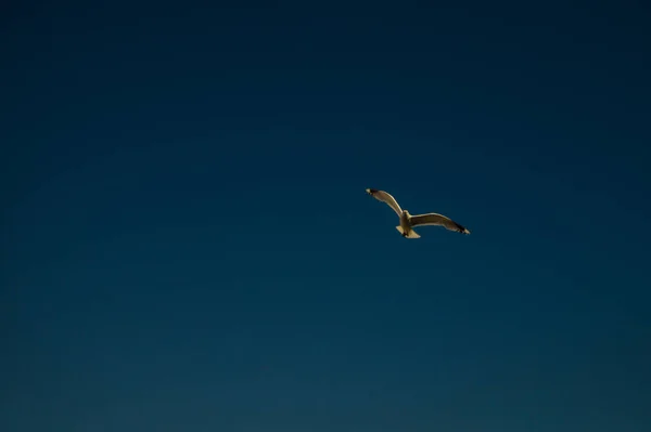 青空を飛ぶカモメ。広い飛び散った翼。飛行中の自由。飛ぶ鳥 — ストック写真