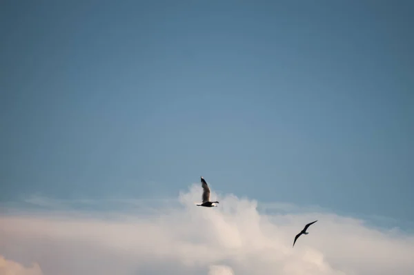 青空を飛ぶカモメ。広い飛び散った翼。飛行中の自由。飛ぶ鳥 — ストック写真