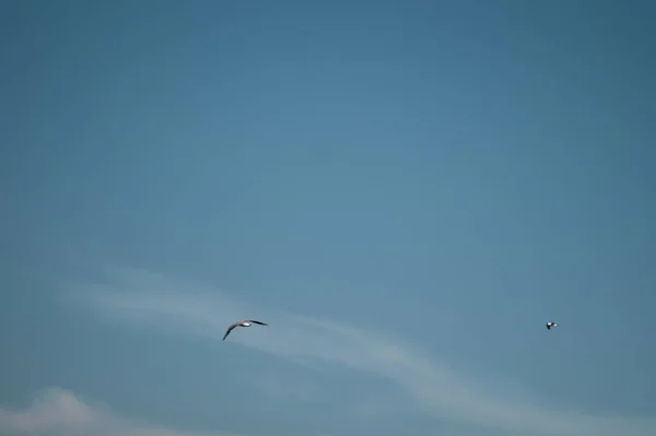 Måge flyver i den blå himmel. brede spredte vinger. frihed i flugt. art af flyvende fugl - Stock-foto