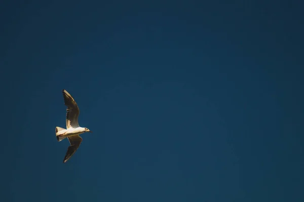 Martı mavi gökyüzünde uçuyor. geniş spreded kanatları. uçuş özgürlüğü. uçan kuş — Stok fotoğraf