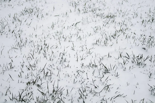 Grama verde sob a neve. gramado coberto com fundo de neve — Fotografia de Stock