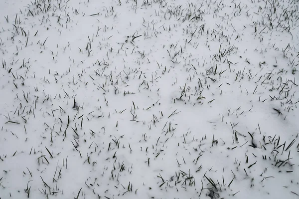 Green grass under the snow. lawn covered with snow background — Stock Photo, Image