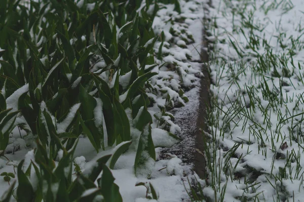 雪下的绿草。覆盖着雪的草 — 图库照片