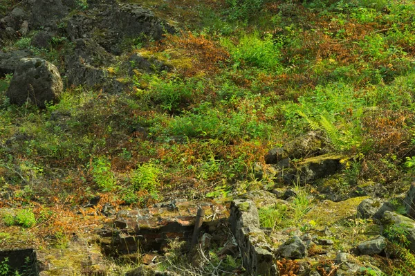 Grama e fundo de pedra. textura floral. pano de fundo natureza — Fotografia de Stock