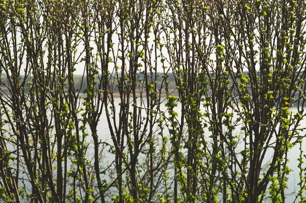 Hedge with branches and buds background. nature backdrop with plants — Stock Photo, Image