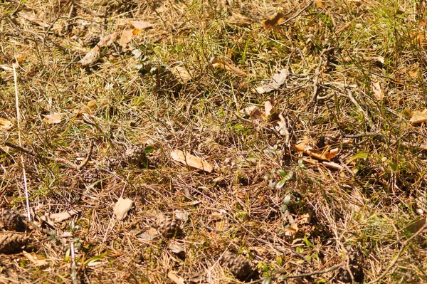 Gräs bakgrund. natur blommig konsistens. Meadow bakgrund — Stockfoto