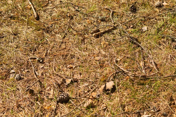 Gräs bakgrund. natur blommig konsistens. Meadow bakgrund — Stockfoto