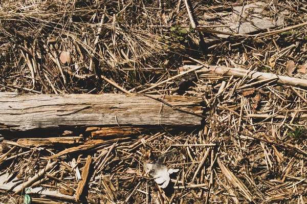 Ground in the forest. forest soil with grass and twigs. nature backdrop