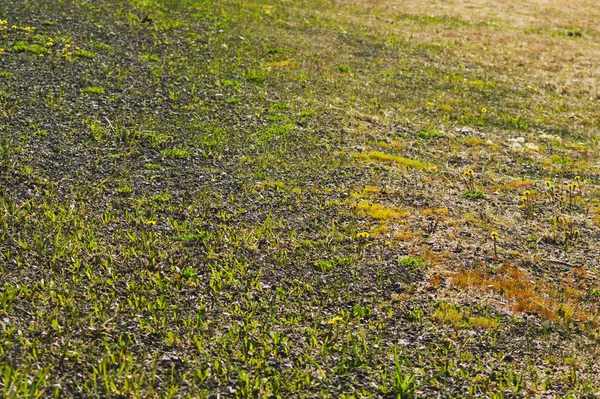 Grass background. floral texture. nature backdrop — Stock Photo, Image