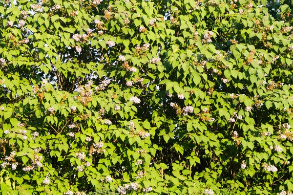 Grüne Blätter Textur. Grün Natur Hintergrund — Stockfoto