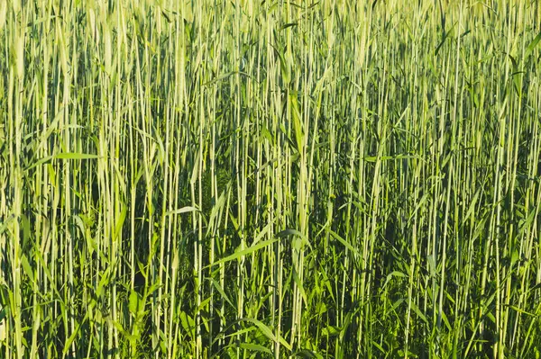 Abstrakt vetefält konsistens. Ängens natur bakgrund — Stockfoto