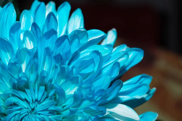 Blue chrysanthemum flower macro texture