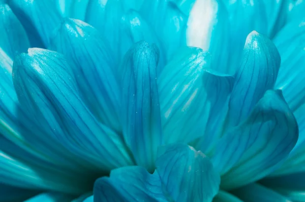 Макро-текстура синего хризантемы — стоковое фото