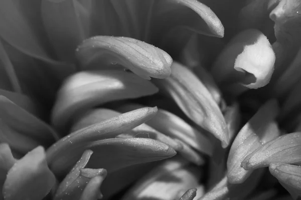 Macro fiore di crisantemo. bianco e nero — Foto Stock