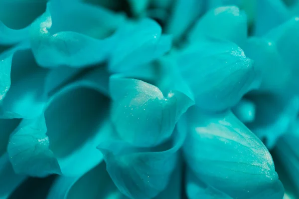 Mavi krizantem çiçeği makro doku