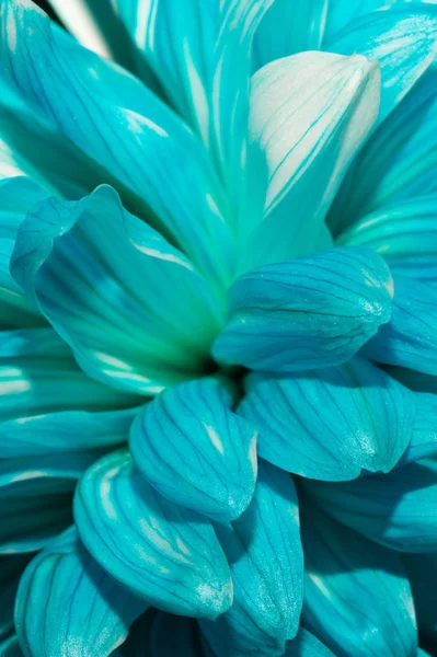 Mavi krizantem çiçeği makro doku