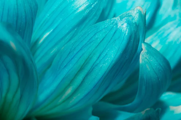 Mavi krizantem çiçeği makro doku