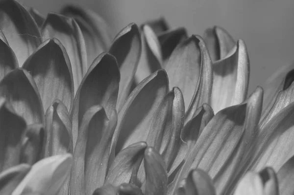 Krizantem çiçek makro doku. siyah beyaz