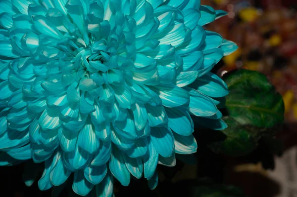 Blue chrysanthemum flower macro texture