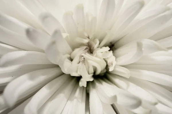 Macro fleur de chrysanthème blanc. texture florale — Photo