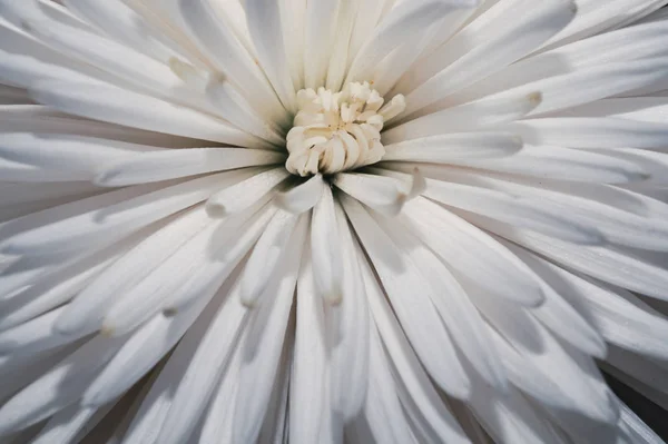 Vit krysantemum blomma makro. blommig konsistens — Stockfoto