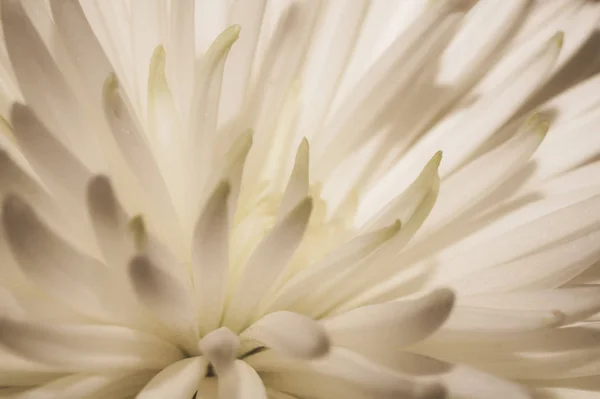 Vit krysantemum blomma makro. blommig konsistens — Stockfoto