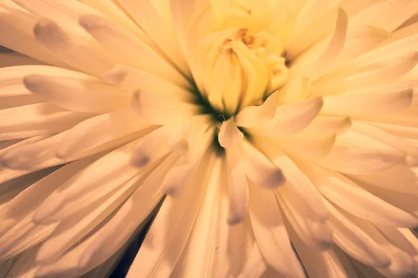 Chrysanthemum blomma makro. blommig konsistens — Stockfoto