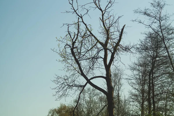 Παλιό ξηρό δέντρο στη φύση του δάσους — Φωτογραφία Αρχείου