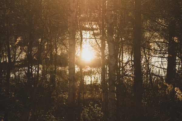 Naplemente az erdőben. napfény ragyog a fán — Stock Fotó