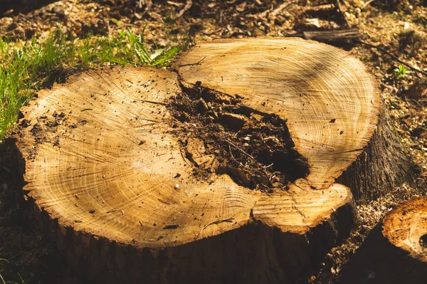Ormanda ahşap kütük. beatiful yaz doğa sahnesi