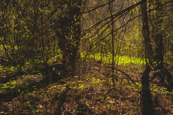Túlnőtt erdő. fák és növények természetvédelmi háttér — Stock Fotó