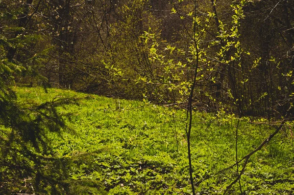 Overgrown forest. trees and plants nature background — Stock Photo, Image