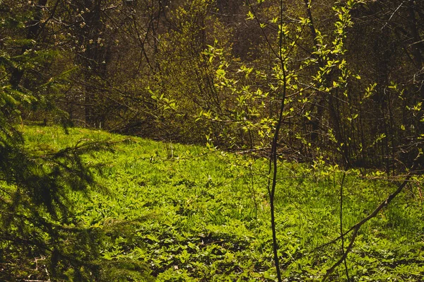 Floresta sobrecultivada. árvores e plantas natureza fundo — Fotografia de Stock