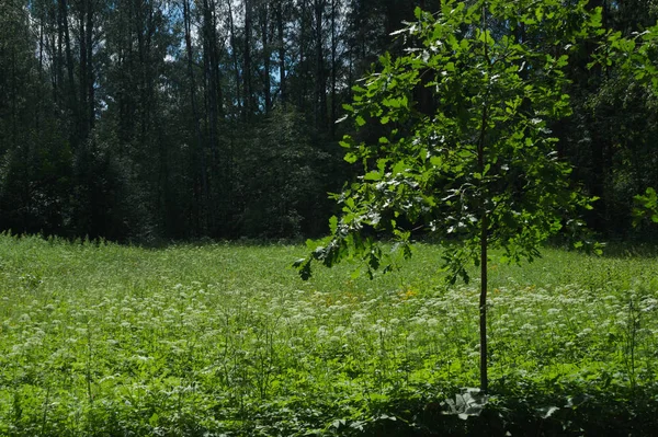 Літній лісовий фон. зелень і листя — стокове фото