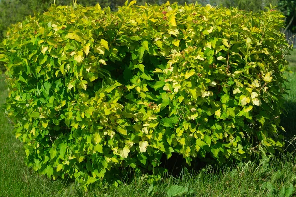 Dichtes Grün mit Blättern und Sträuchern — Stockfoto