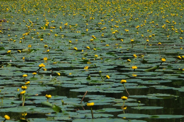 Водяные лилии на фоне пруда — стоковое фото