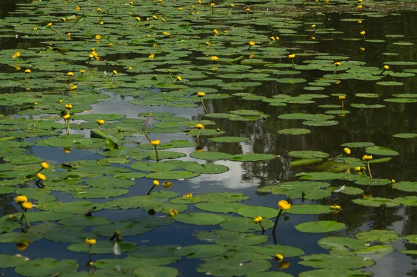 Lírios de água em um fundo de natureza lagoa — Fotografia de Stock