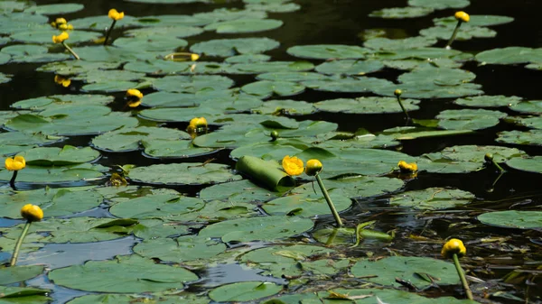 Lirios de agua en un fondo de la naturaleza del estanque — Foto de Stock