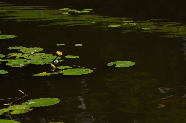 池の自然を背景にした睡蓮 — ストック写真