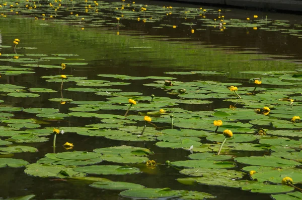 Lírios de água em um fundo de natureza lagoa — Fotografia de Stock