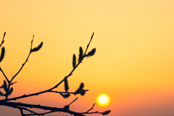 Branch plant silhouette at golden sunset background