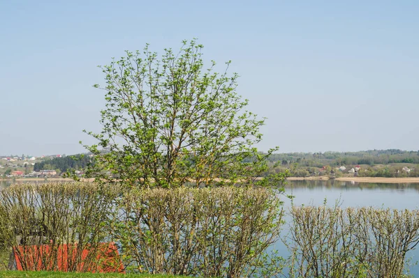 Hedge with branches and buds on the water background. plants with burgeons. blossom nature backdrop — Stock Photo, Image