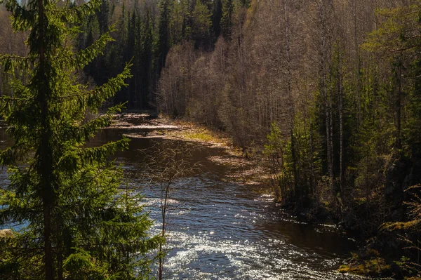 Rivière rocheuse dans la forêt. eau courante — Photo